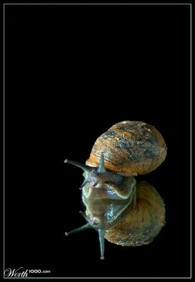 Tous les escargots sont ovovivipares !