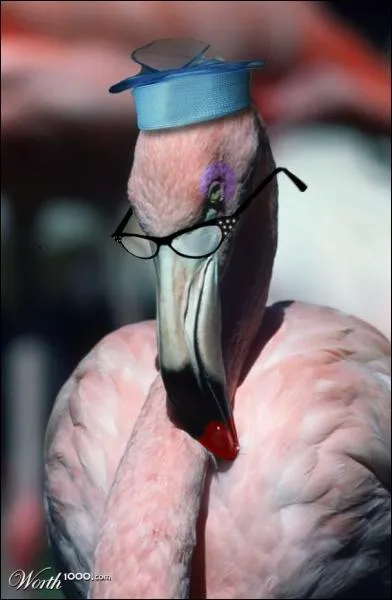 Vous me reconnaissez, je filtre l'eau avec mon bec ?