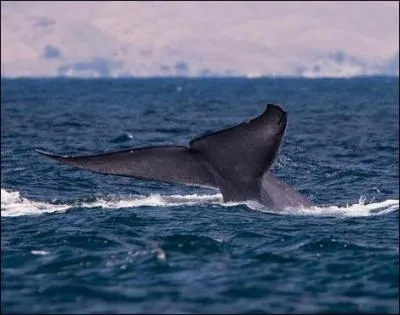 On me dit bleue, je peux dchiqueter des calmars !