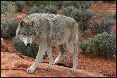 Le loup est un coureur de fond !