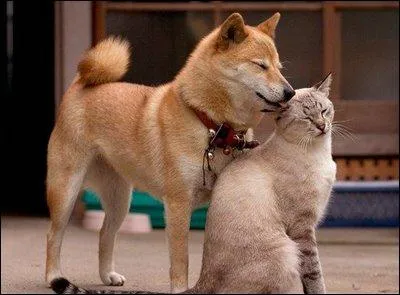 Le ronronnement du chat est provoqu par le plaisir !