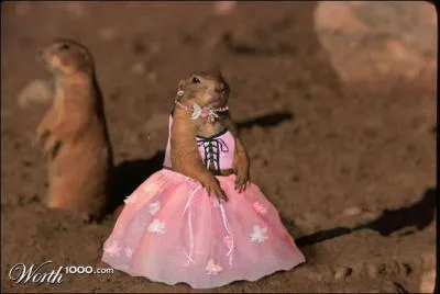 Cit dans une question prcdente, ce petit animal court les grands espaces amricains !