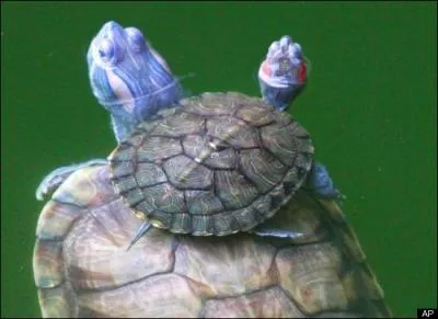 Ces tortues sont des cistudes d'Europe !