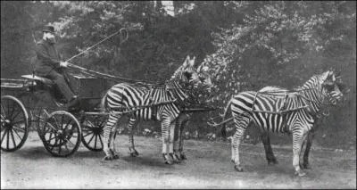 Attendus que les zbres sont rtifs au dressage, cette photo est un odieux trucage !