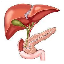 Biologie : quel organe en forme de poire est accol au foie ?