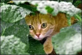 A quoi sert la tanaisie ?