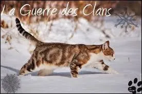 Qui sont les chatons de Poil de chtaigne ?