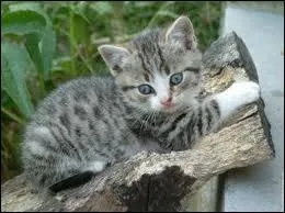 Qui sont les parents de Nuage de Brume ?