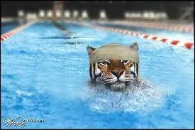 Quel est l'animal qui nage ?