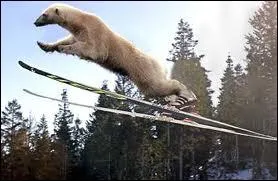 Quel sport fait l'ours ?