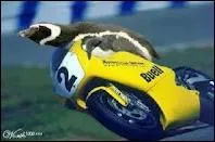 Quel numro porte la moto jaune ?