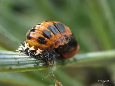 Complte- Cette coccinelle est au stade de :