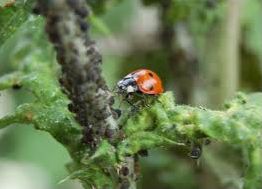 Quiz Animaux