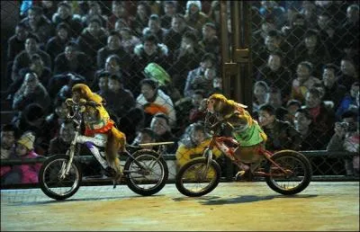 Les singes d'Asie peuvent se suspendre  une branche avec seulement leur queue !