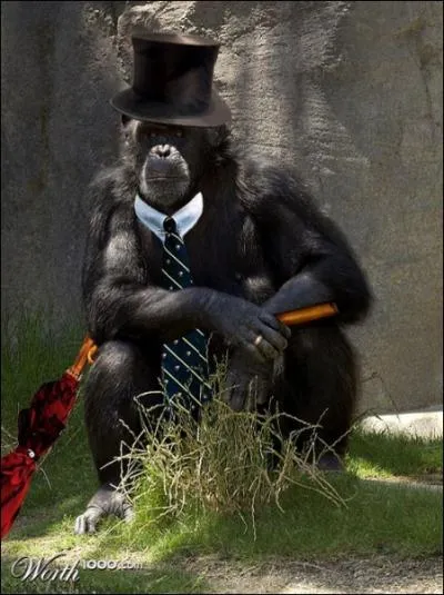 On a russi  croiser un chimpanz d'Afrique et un bonobo d'Asie !