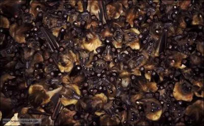 Les souris peuvent se rassembler en trs grand nombre, comme sur la photo !