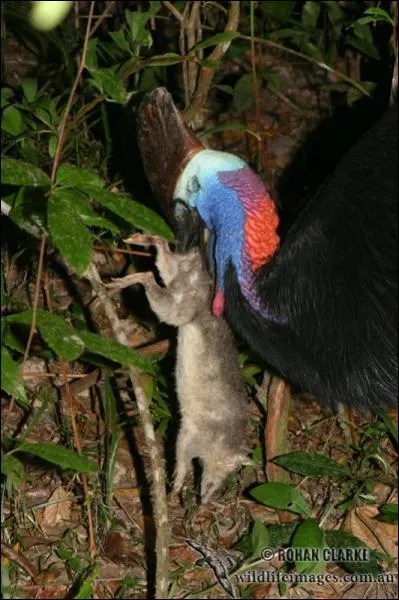 Malgr les apparences, cet oiseau est vgtarien, il s'agit ...