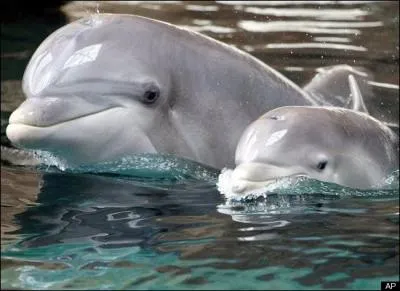 Les ctacs ont des mamelles !