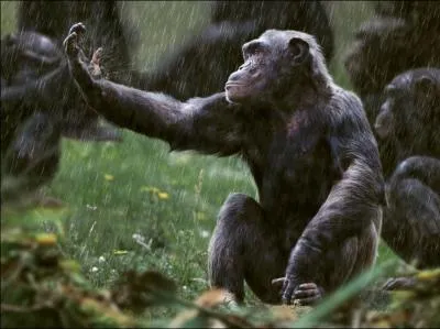 Les mles chimpanzs organisent des chasses aux petits singes !