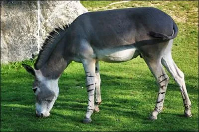 Cette espce d'ne, anctre de l'ne commun, vit sur les ctes africaines o elle est menace d'extinction par l'UICN. Alors comment l'appelle-t-on ?