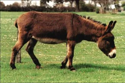 Cette race d'ne est originaire d'Auvergne. Il est aujourd'hui utilis pour le loisir et pour animal de compagnie. Sa robe peut-tre brun clair  baie chocolat. On l'appelle :