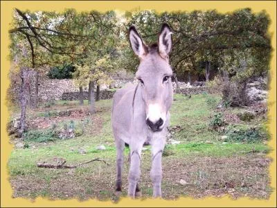 Cette race est officiellement reconnue par les Haras nationaux. Il est utilis essentiellement pour la promenade, le transport des bagages de randonneurs ou comme animal de compagnie. Alors c'est :