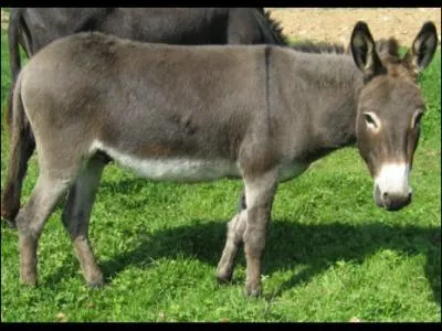 Cet ne est reconnaissable  la croix noire de Saint Andr qu'il porte sur le dos. Cette race fut longtemps associe  la transhumance des moutons. Alors comment appelle-t-on cet ne ?
