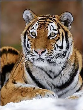 Et ce grand flin sauvage. L'avez-vous reconnu ?