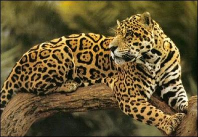 Alors, s'agit-il d'un jaguar, d'un lopard ou d'un gupard ?