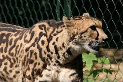 Quelle est cette espce de gupard ?