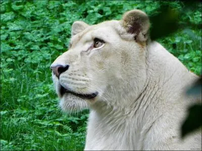 Est-ce une panthre ?