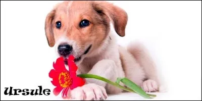 Que signifie le prénom Ursule ?