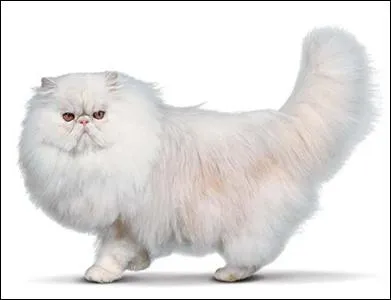 Quelle est cette race de chat ?