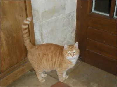 Quelle est cette robe de chat ?