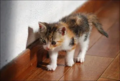 Quelle est cette robe de chat ?