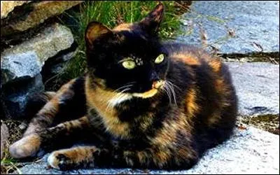 Quelle est cette robe de chat ?