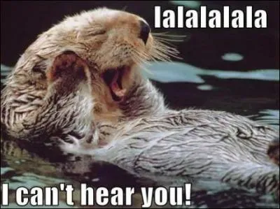 Cet animal est un furet !