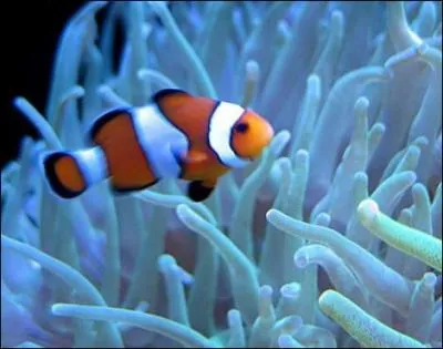 Le poisson clown doit se mfier des piqures de l'anmone !
