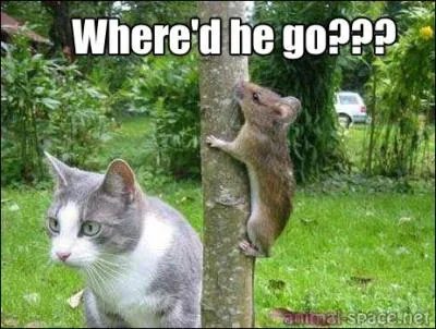 Pour tuer sa proie, le chat se sert de ses pattes avant, termines par quatre griffes acres !