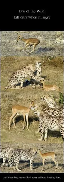 Cette photo est trs bien truque !