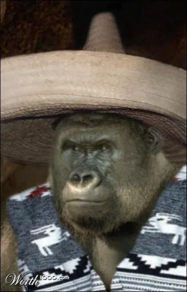 Le gorille, comme le chimpanz, peut manger des insectes !