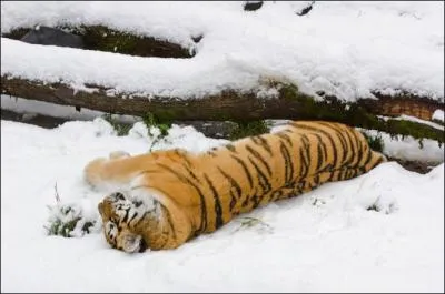 A l'occasion, un tigre de Sibrie ne ddaigne pas un pcari !