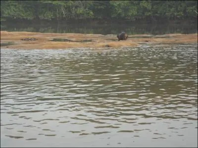 Pour terminer, je vous prsente le tamanoir !