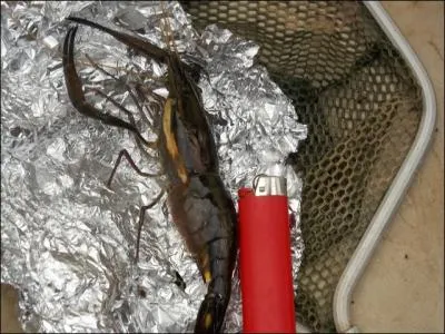 C'est une langouste !