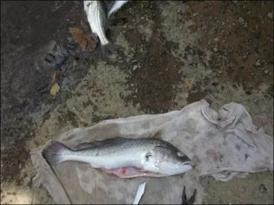 Dans la tte de tous les poissons osseux, on trouve des concrtions minrales qui ressemblent  des petits cailloux !