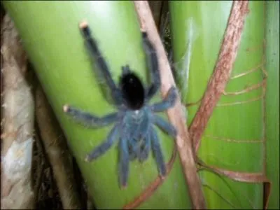 Vous la reconnaissez, elle est mortelle, c'est la veuve noire !