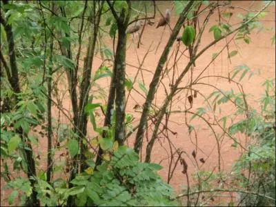 En Amazonie, il existe une varit de tourterelles, plus petites que des merles, combien en comptez-vous sur la photo ?