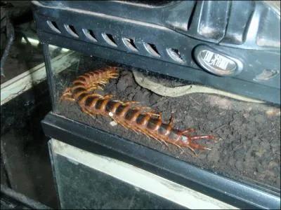 Dj prsent, il est extrmement venimeux !