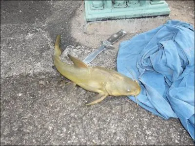 A quoi, en gnral, reconnait-on un poisson chat ?