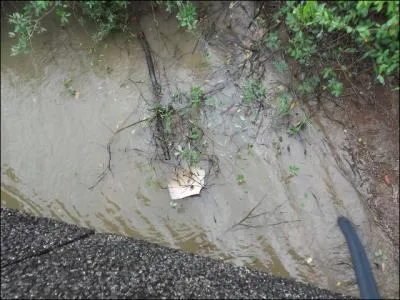 C'est un poisson dont le nom peut sparer les cheveux !